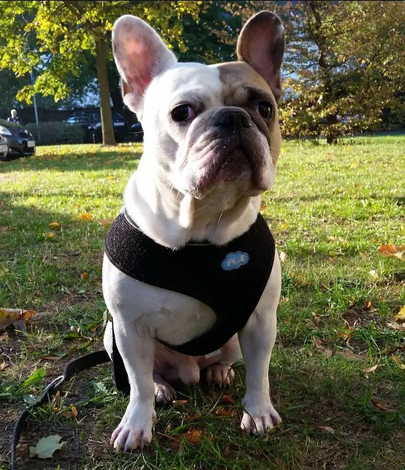 Andachtsbild von Peggy