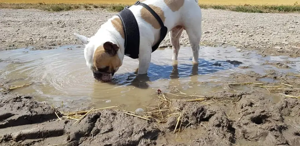 Andachtsbild von Peggy