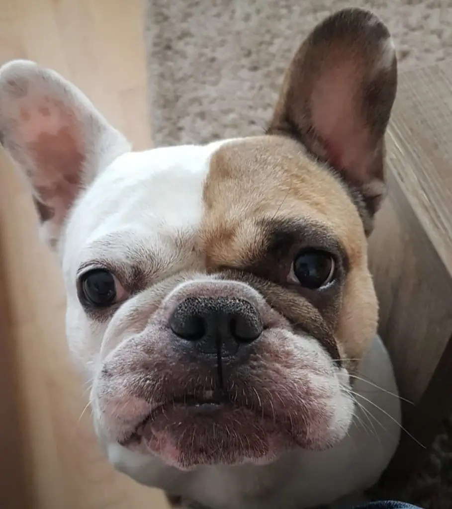 Andachtsbild von Unbekannt