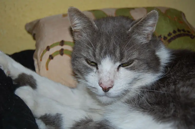 Condolence image of Friedrich