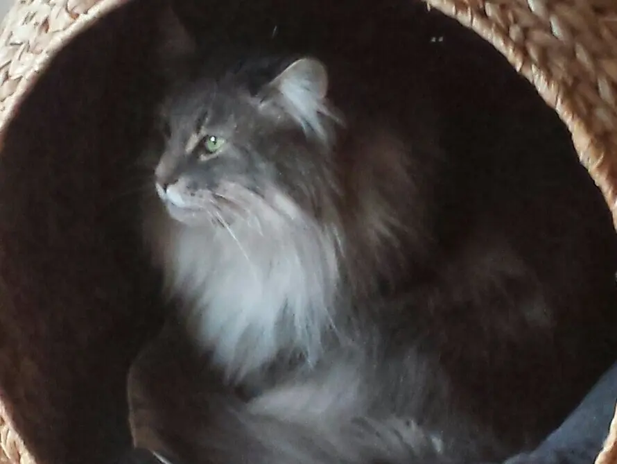 Condolence image of Iris