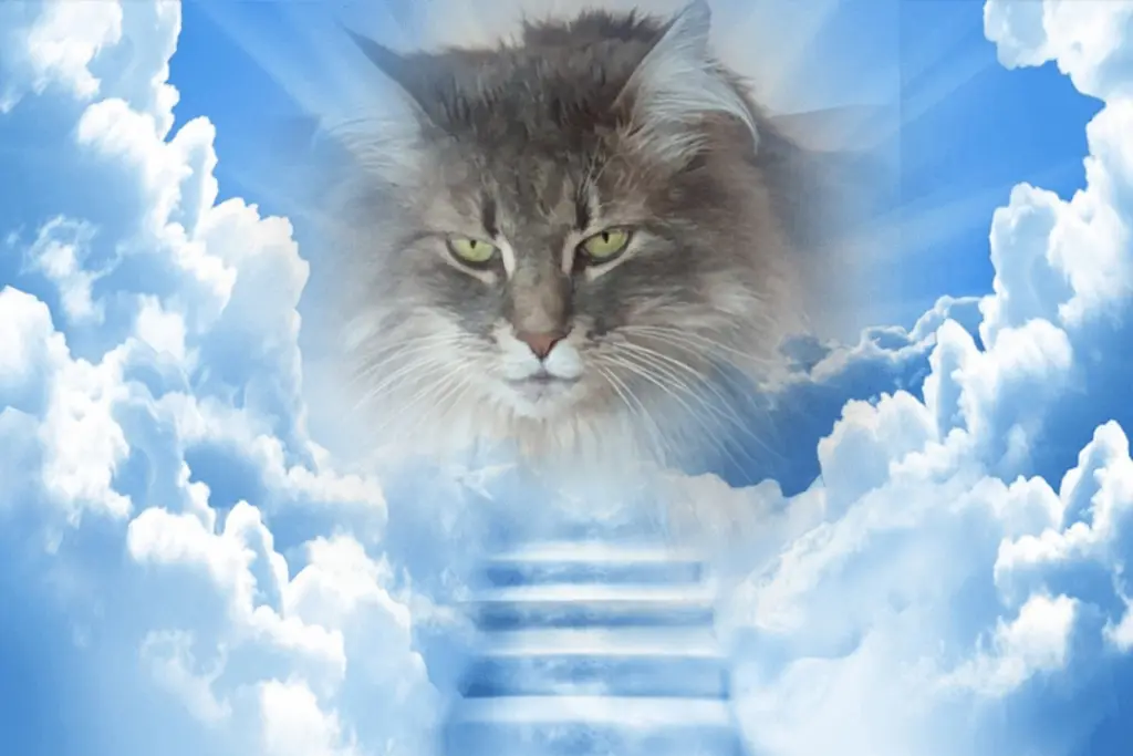 Condolence image of Iris
