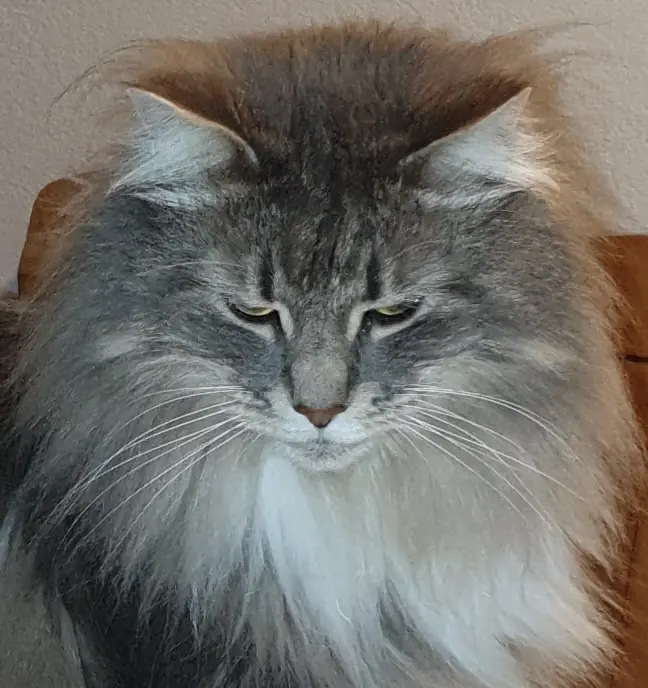 Condolence image of Iris