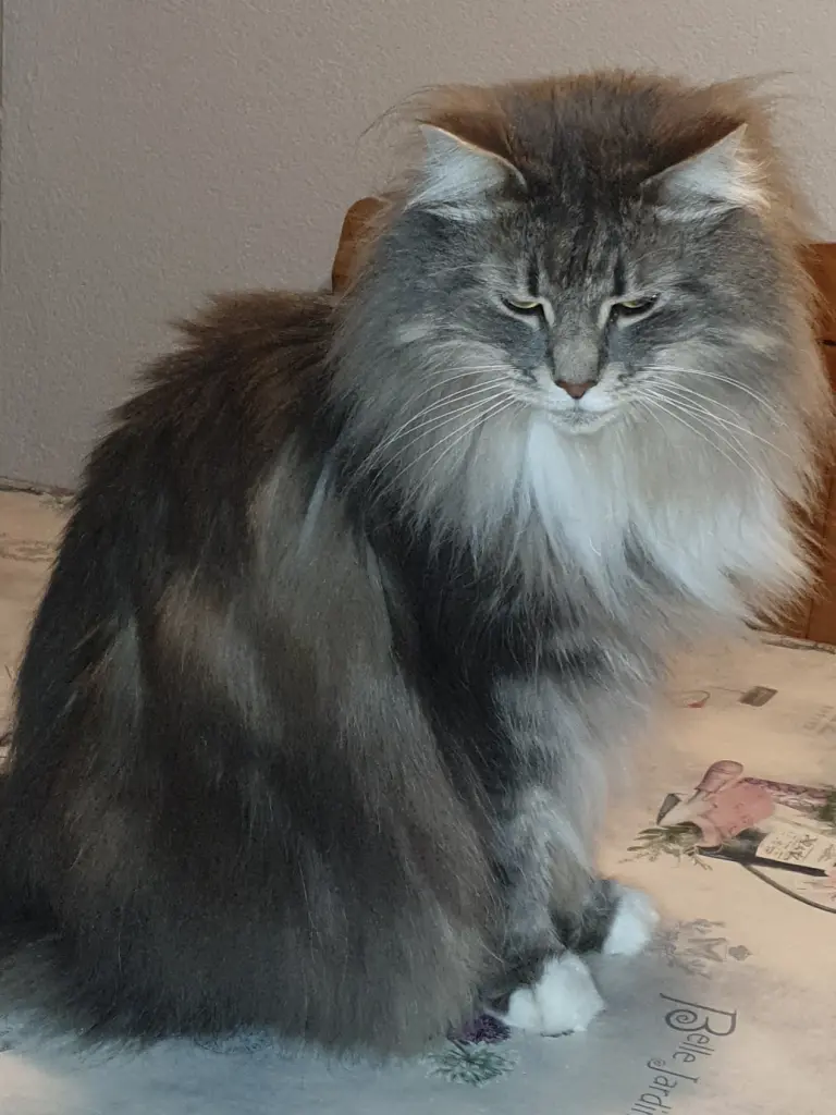 Condolence image of Iris