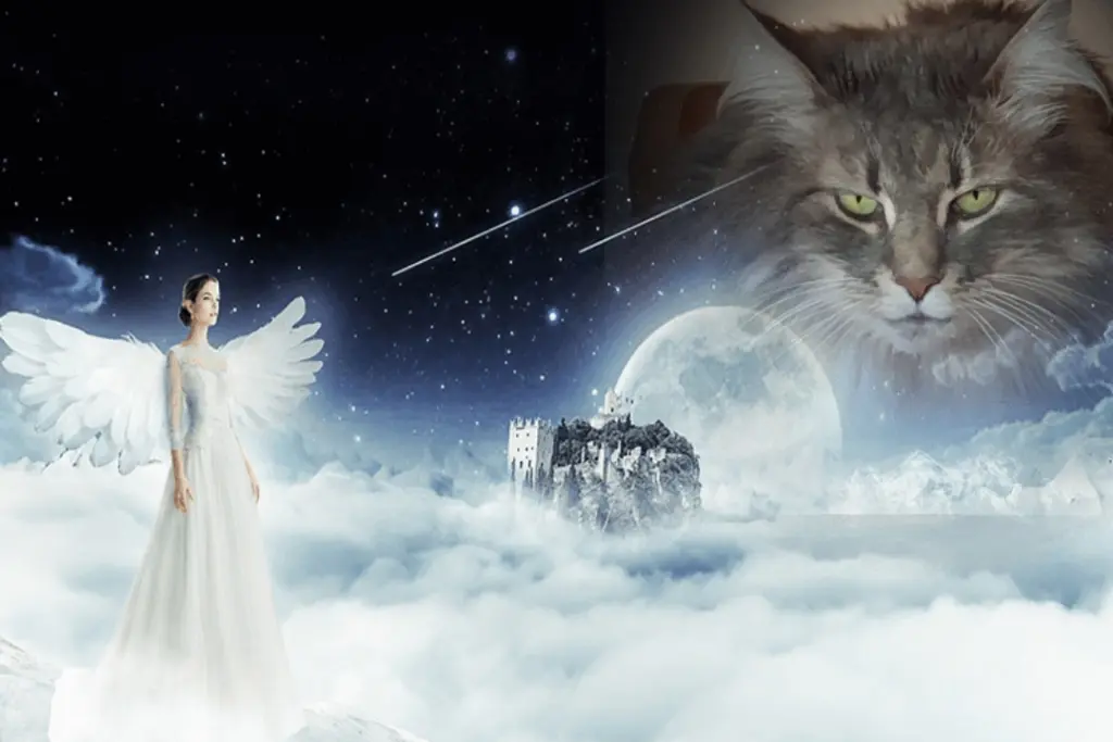 Condolence image of Für Tigerle