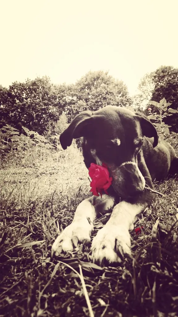Image from Chilli