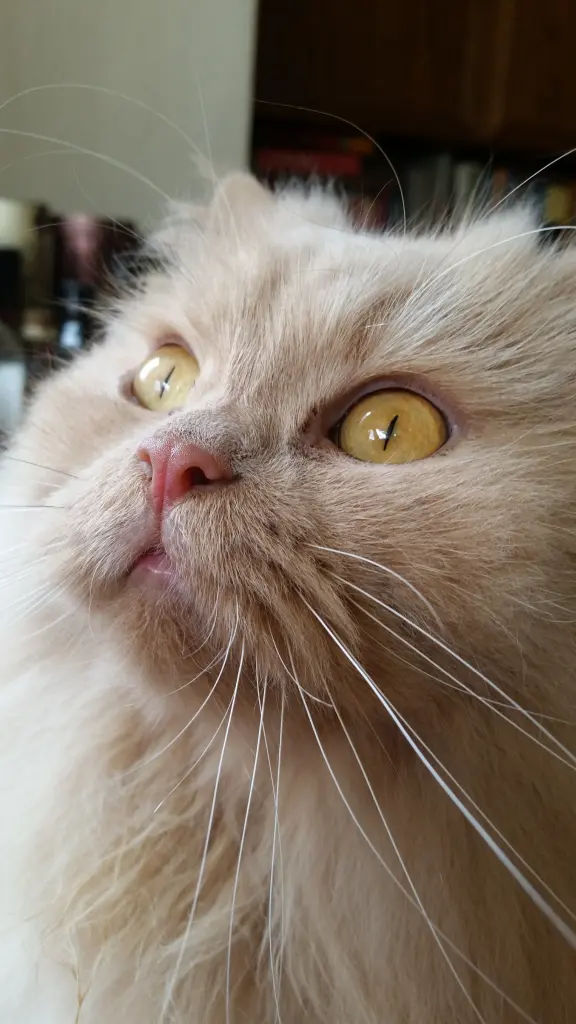 Image from Gismo