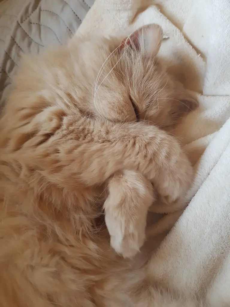 Image from Gismo