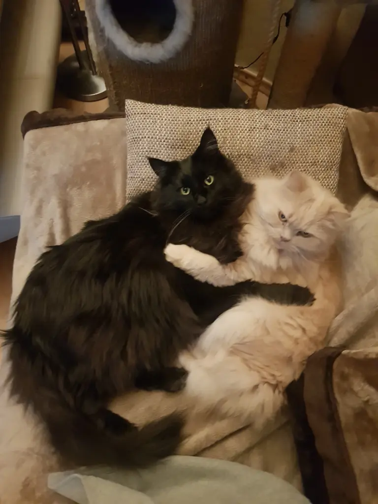 Image from Gismo