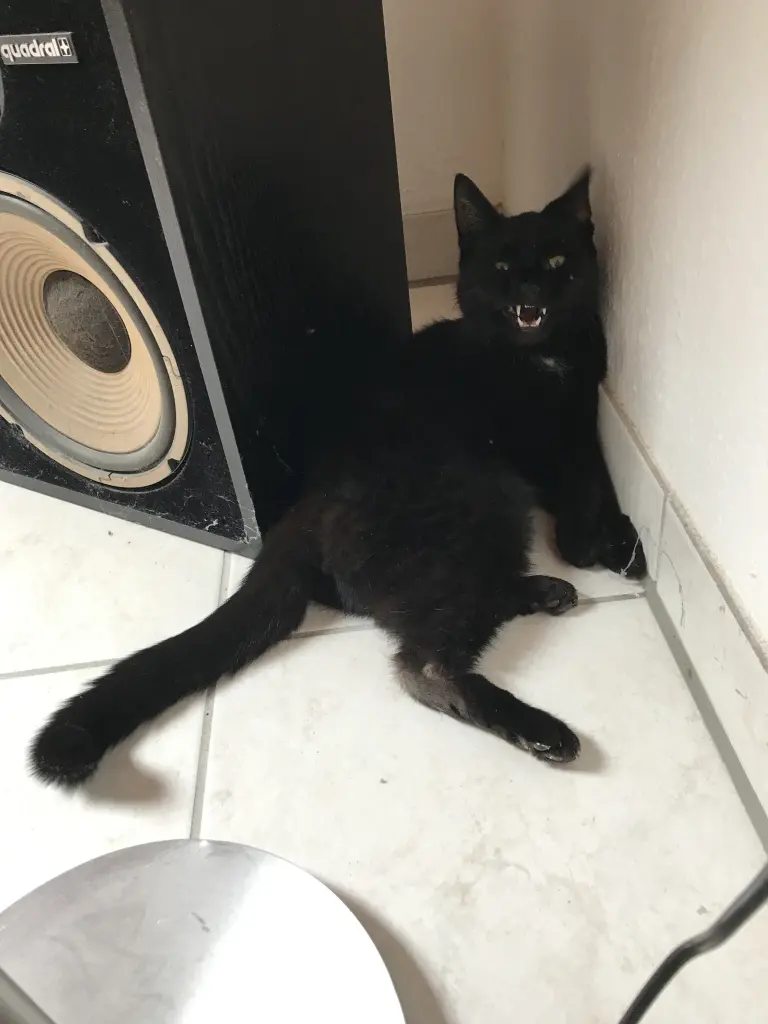 Image from Robin Katze