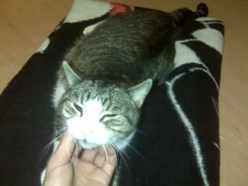 Bild von Tiger Campino