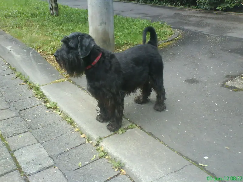 Image from Henriette