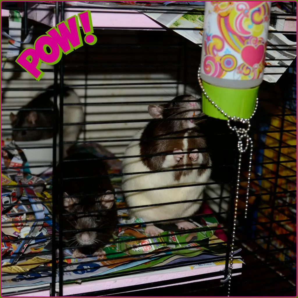 Image from Ponpon