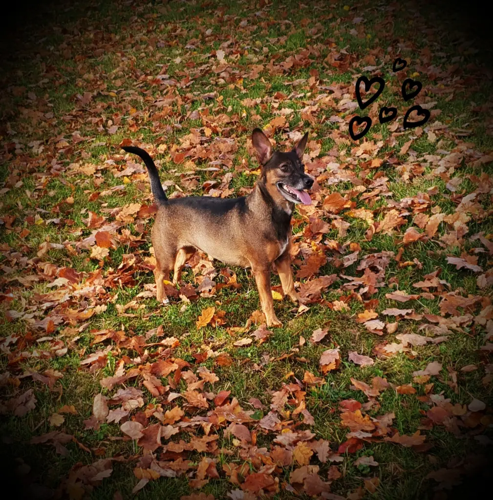 Image from Luna
