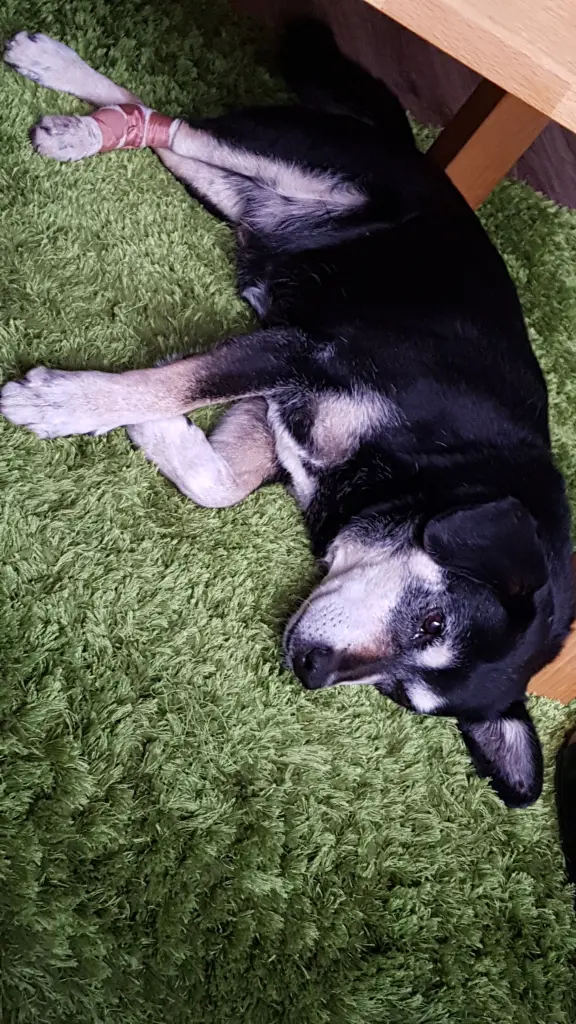 Condolence image of Herrchen und Frauchen Griem