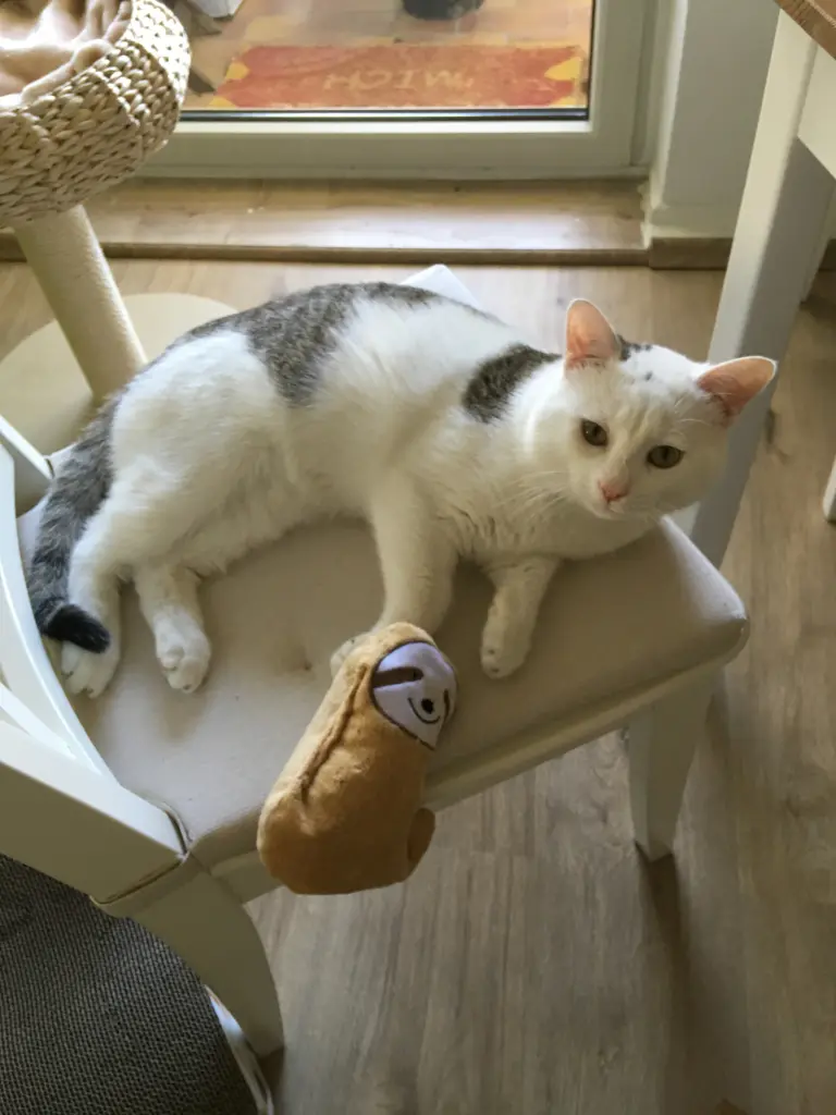 Image from Cookie 