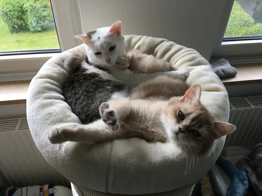 Image from Cookie 