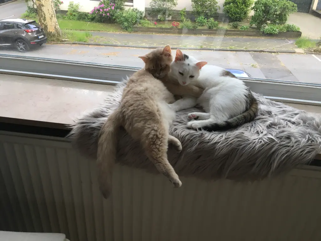 Image from Cookie 