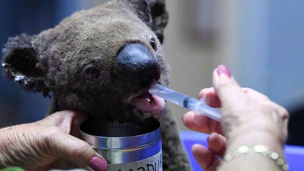 Image from Koalas und viele andere Tiere