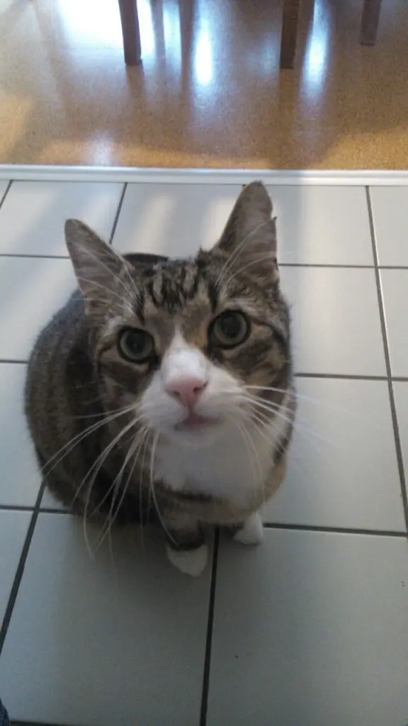 Image from Felix