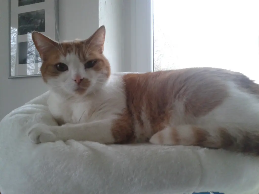 Andachtsbild von Heike & Tigger