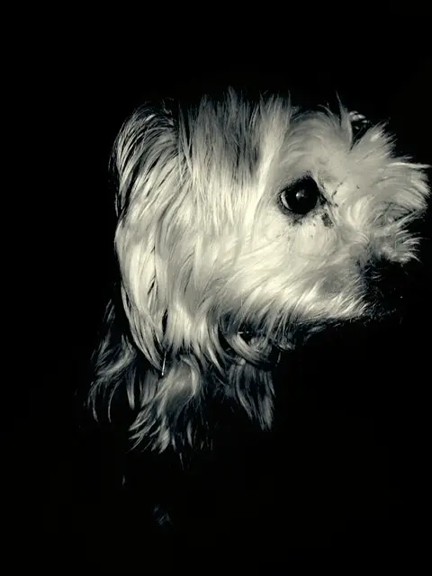 Image from Teddy
