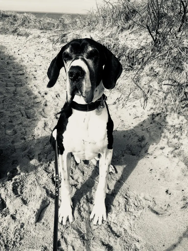 Image from Brutus