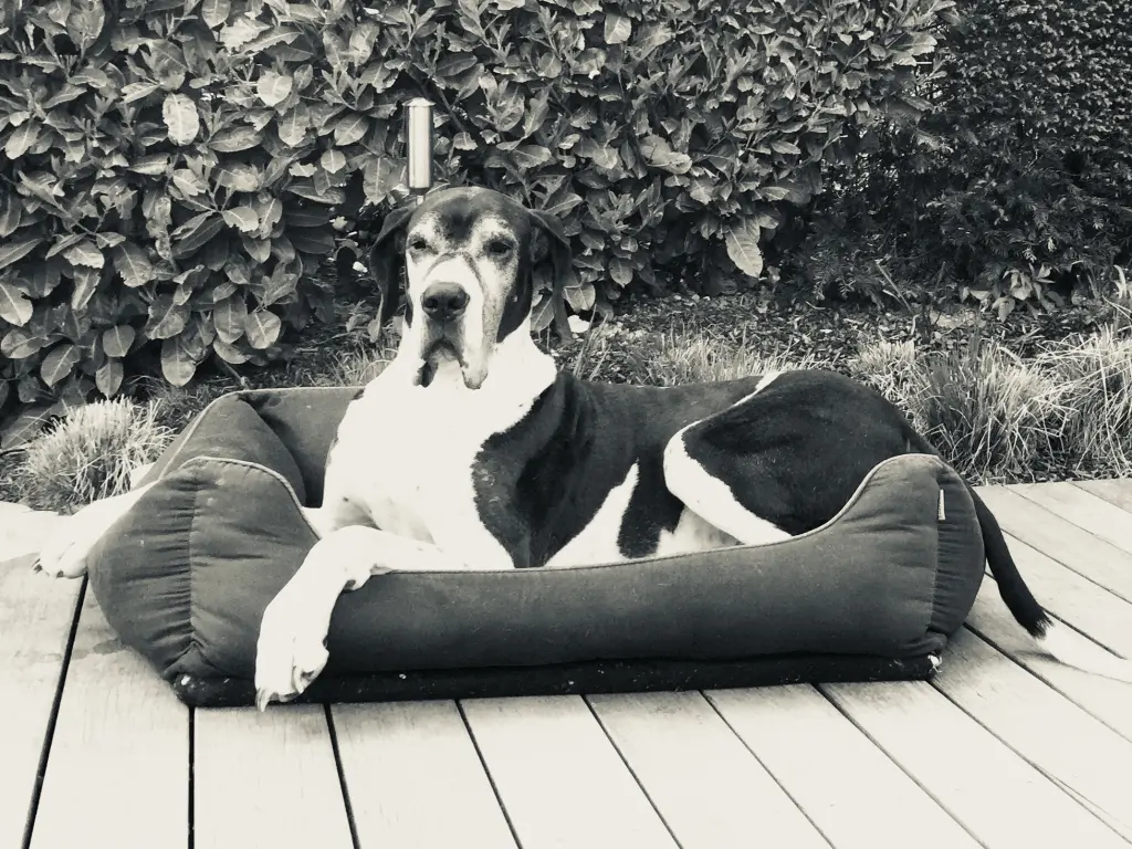 Image from Brutus