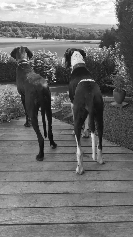 Image from Brutus