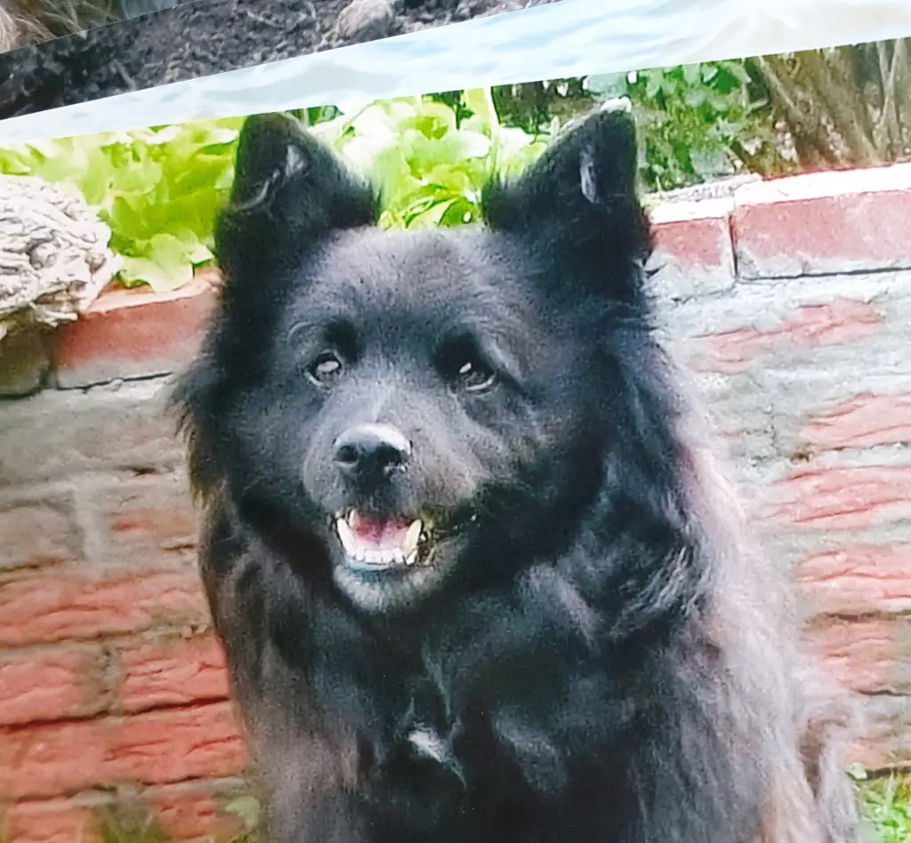 Condolence image of Elke mit Wolle tief im Herzen