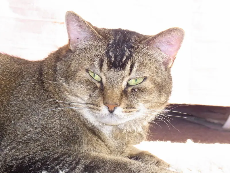 Condolence image of Daniela