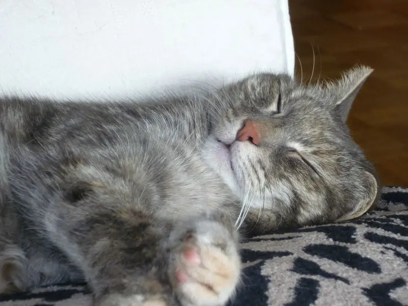 Condolence image of Sabine