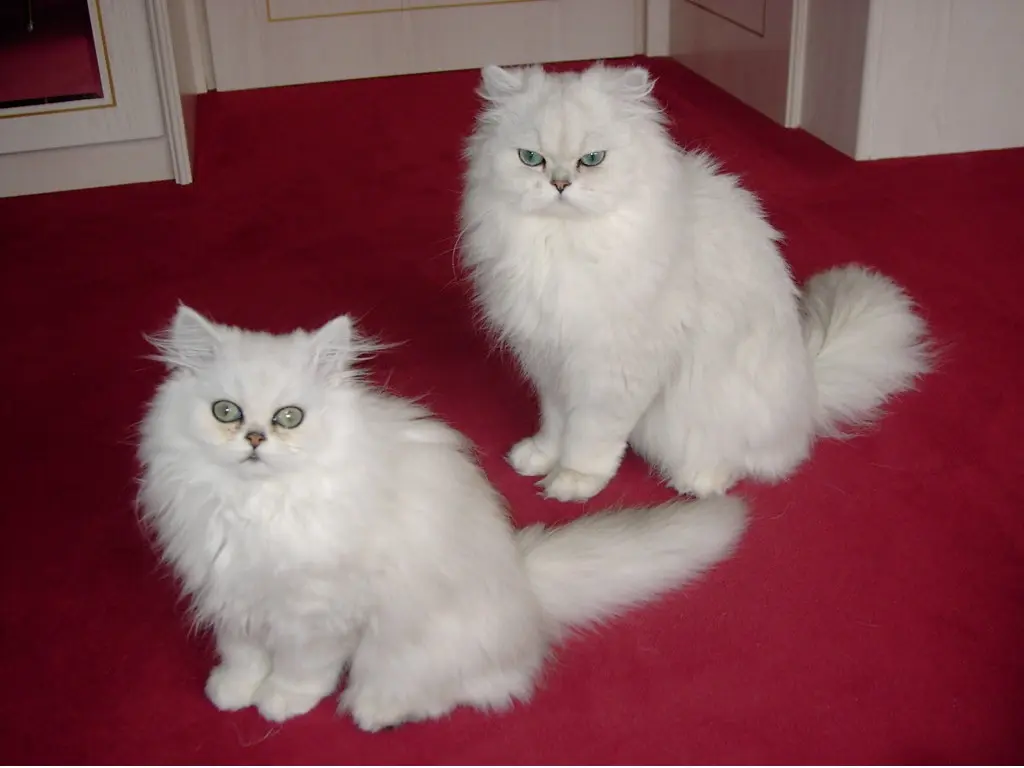 Image from Elaysa