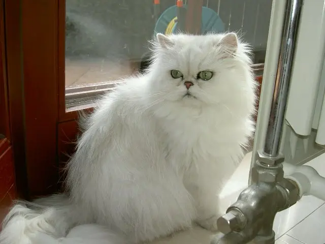 Image from Elaysa