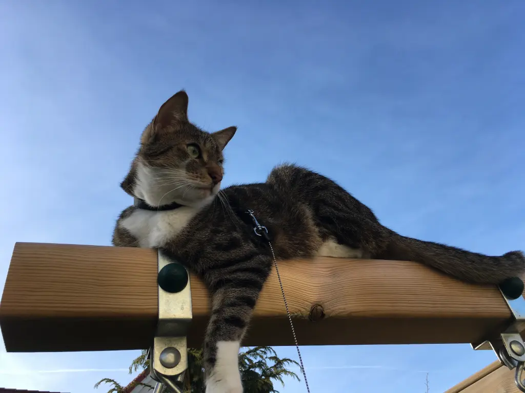 Image from Tiger