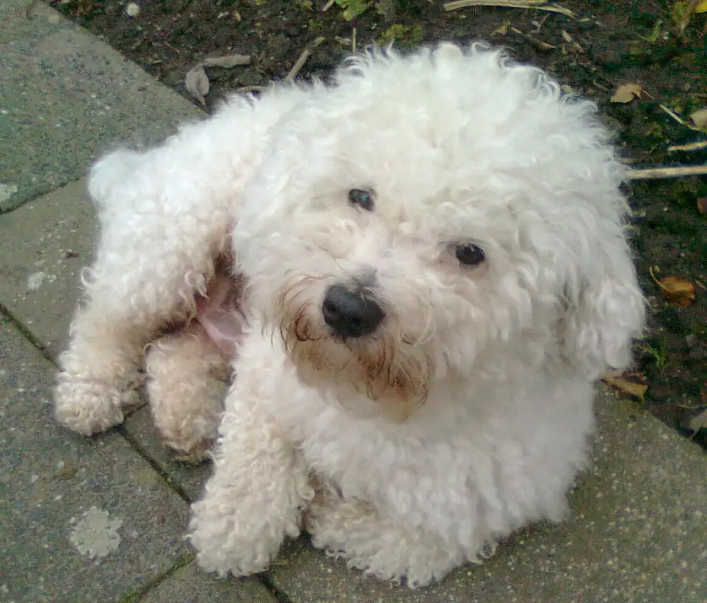 Image from Merlin