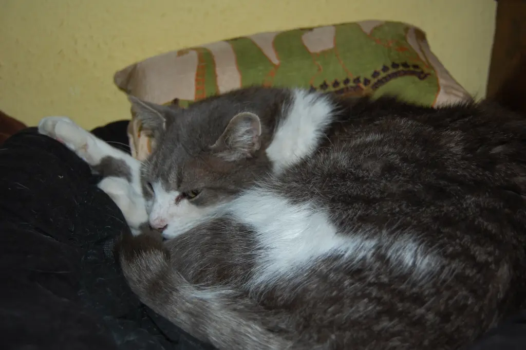 Condolence image of Friedrich