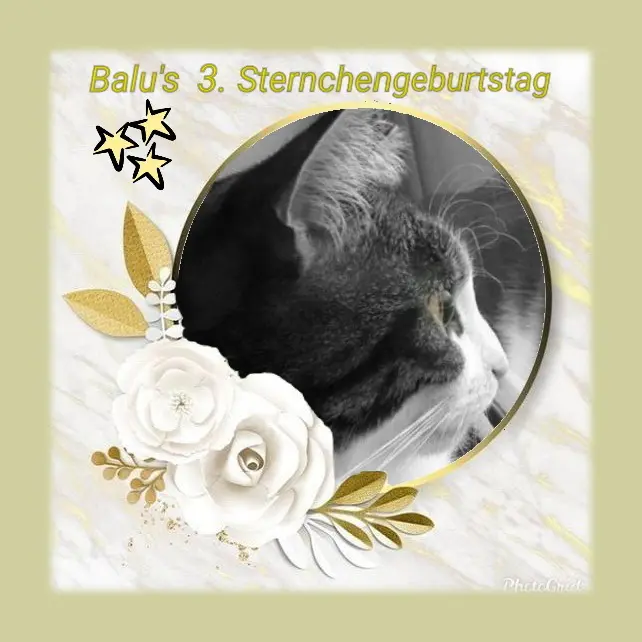 Condolence image of Sabine mit Kaspar tief im Herzen☸ڿڰۣ❤️