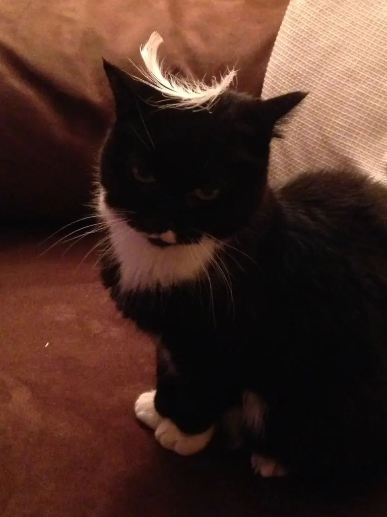 Image from Kitty 