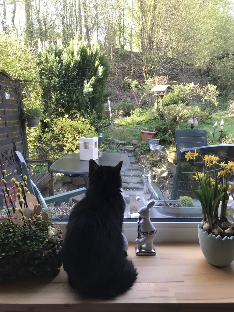 Image from Kitty