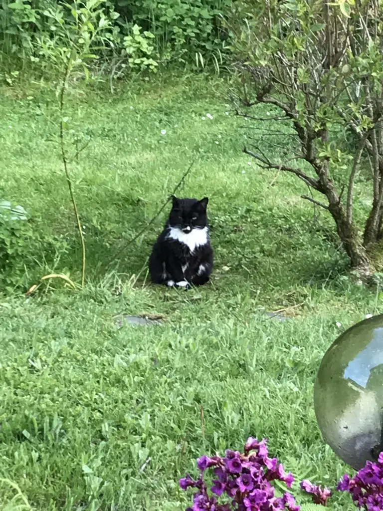 Image from Kitty