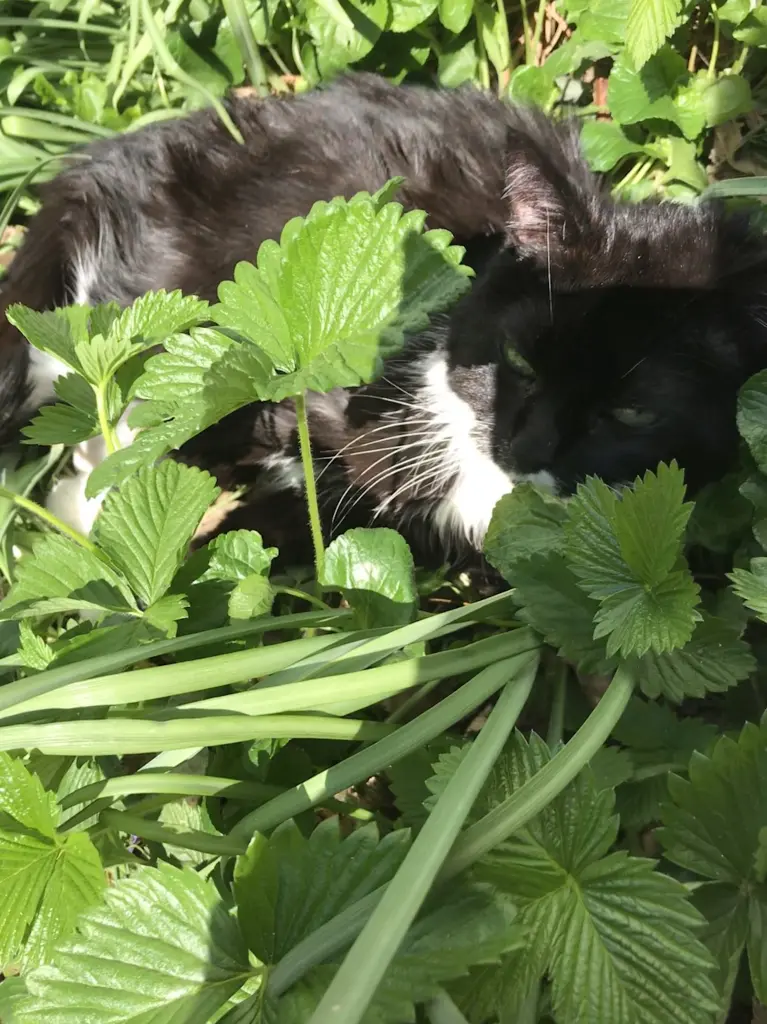 Image from Kitty