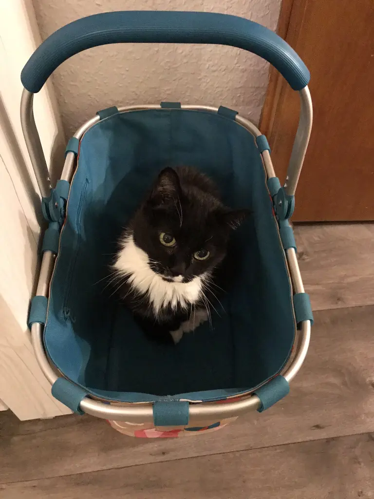 Image from Kitty