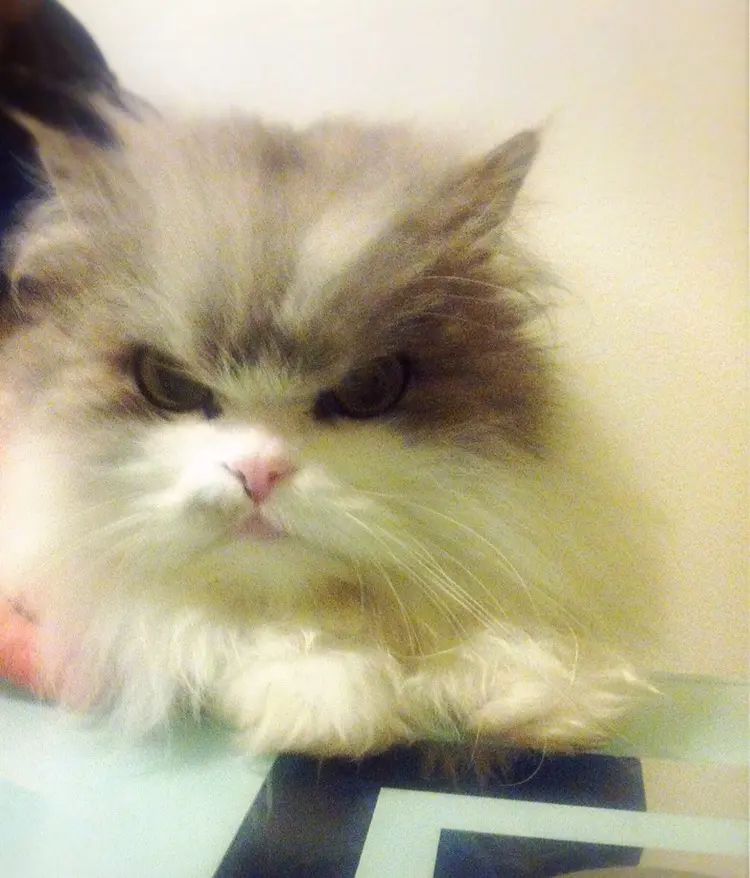 Image from Merlin