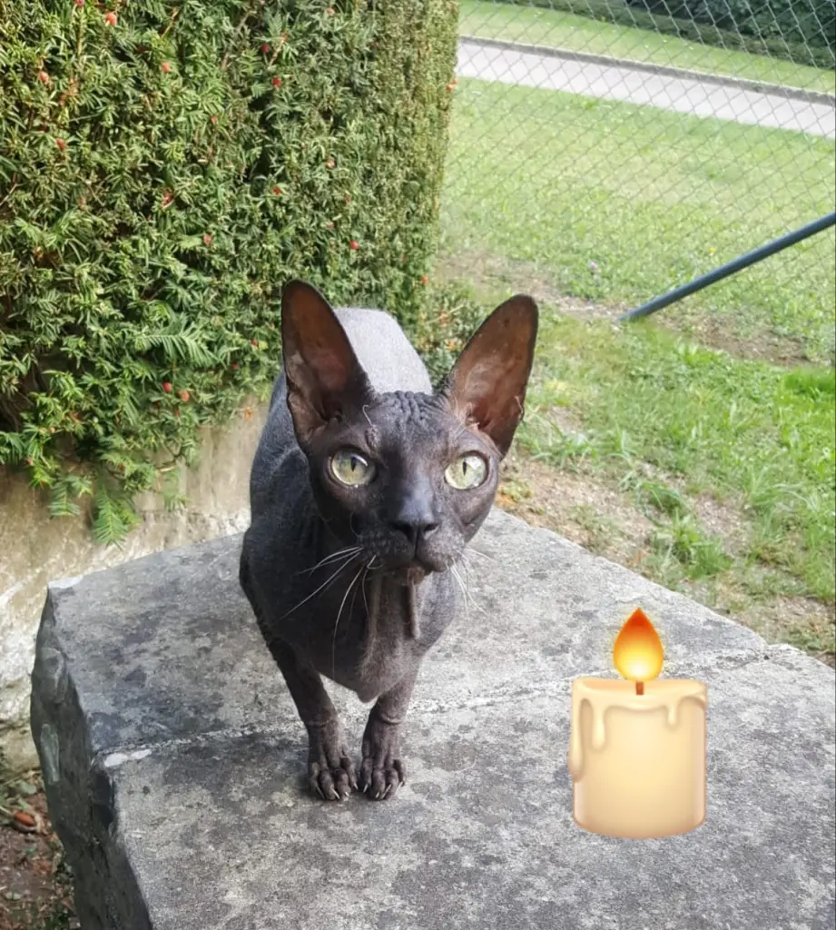 Image from Felix