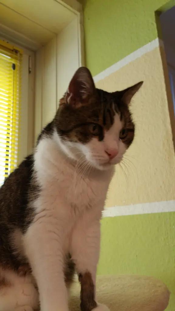 Condolence image of Tanja mit Timmy im Herzen