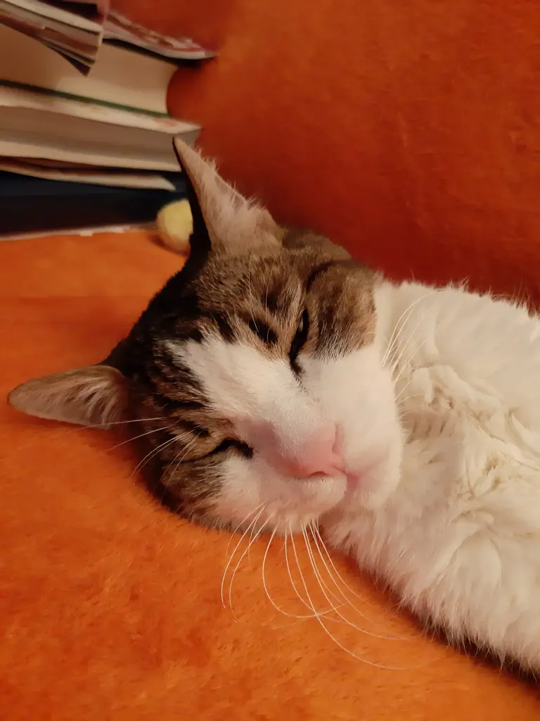 Condolence image of Tanja mit Timmy im Herzen 