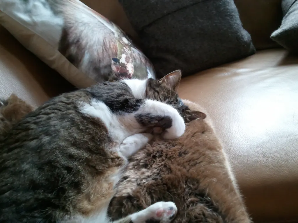 Condolence image of Anja mit Maja im ♥
