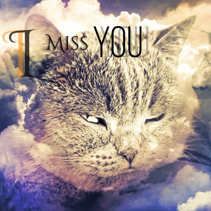 Condolence image of Kaspar ♥️