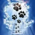 Condolence image of Tanja mit Timmy im Herzen 